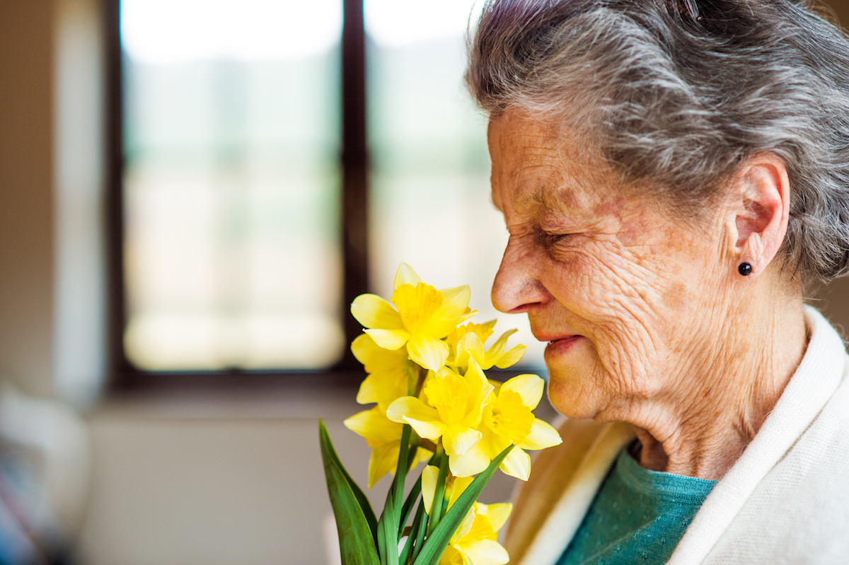 Senior woman by the window smelling bouquet of daffodils Senior woman sitting by the window and smelling bouquet of yellow daffodils